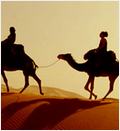 Desert Safari Camel Trips
